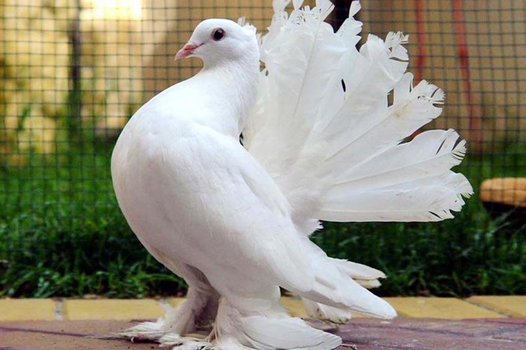 Популярные породы домашних голубей: с описанием и фотографиями