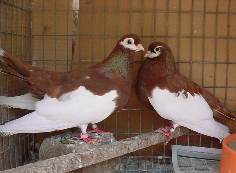 Ржевские ленточные голуби