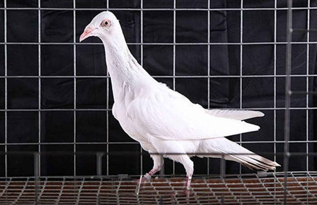 Варшавская порода голубей