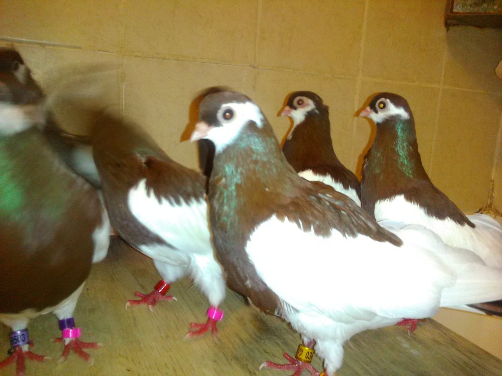 Ржевские ленточные турманы: описание породы голубей, полёт