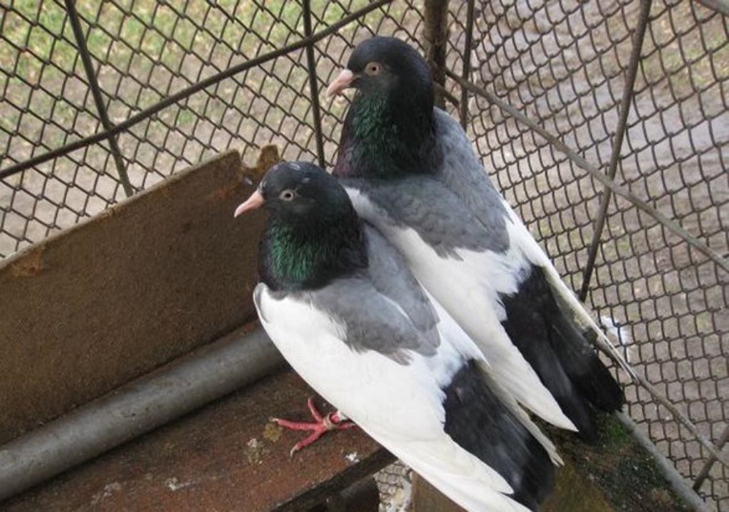 Дубровские голуби: описание породы, полёт, фото