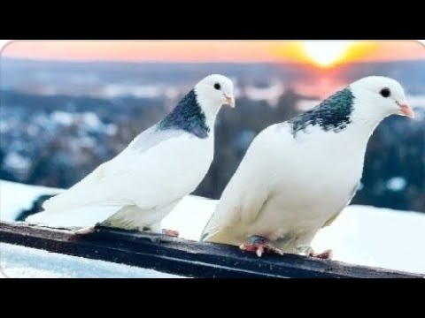 Голуби Пермские гривуны