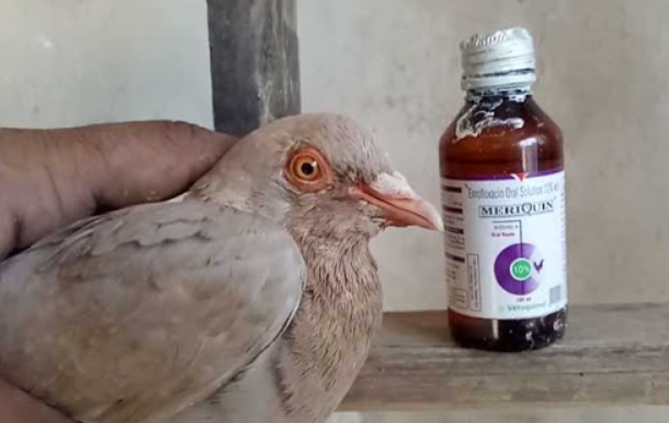 Болезни голубей: симптомы, лечение, чем опасны для людей