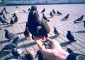 Болезни голубей: симптомы, лечение, чем опасны для людей