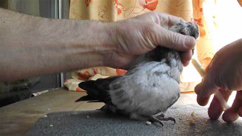 Как выкормить птенца голубя в домашних условиях