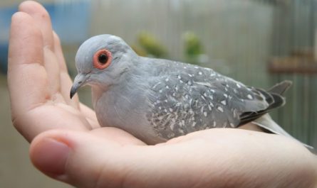 Как выкормить птенца голубя в домашних условиях