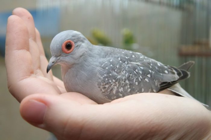 Как выкормить птенца голубя без матери в домашних условиях