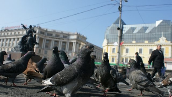 Чем кормить уличных голубей