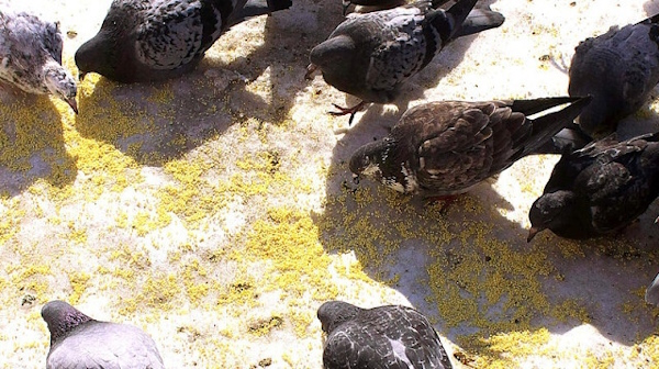 Чем кормить уличных голубей